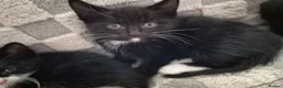 Domestic Shorthair cats for sale: Beautiful black and tabby babies  - Advert 21