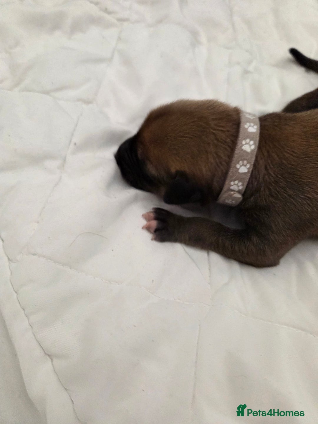 Mixed Breed dogs for sale: Saluki x lurcher hybrid  - Advert 3