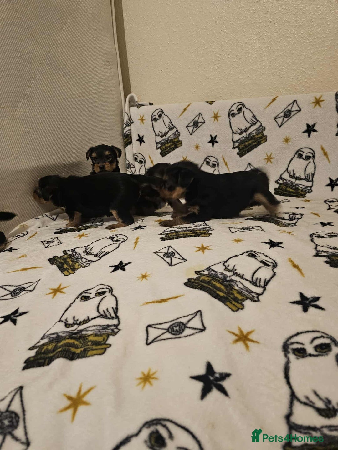 Yorkshire Terrier dogs for sale: Hello - Image 8