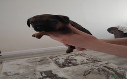 Border Terrier dogs for sale: 5 border terrier puppys  - Image 14