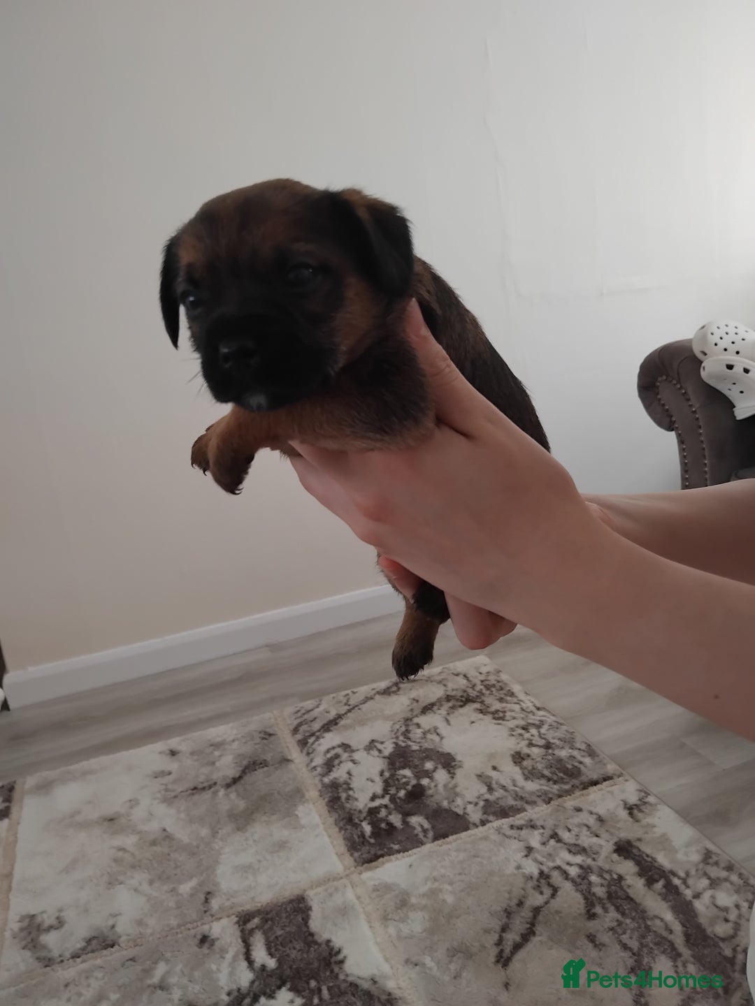 Border Terrier dogs for sale: 5 border terrier puppys  - Image 14