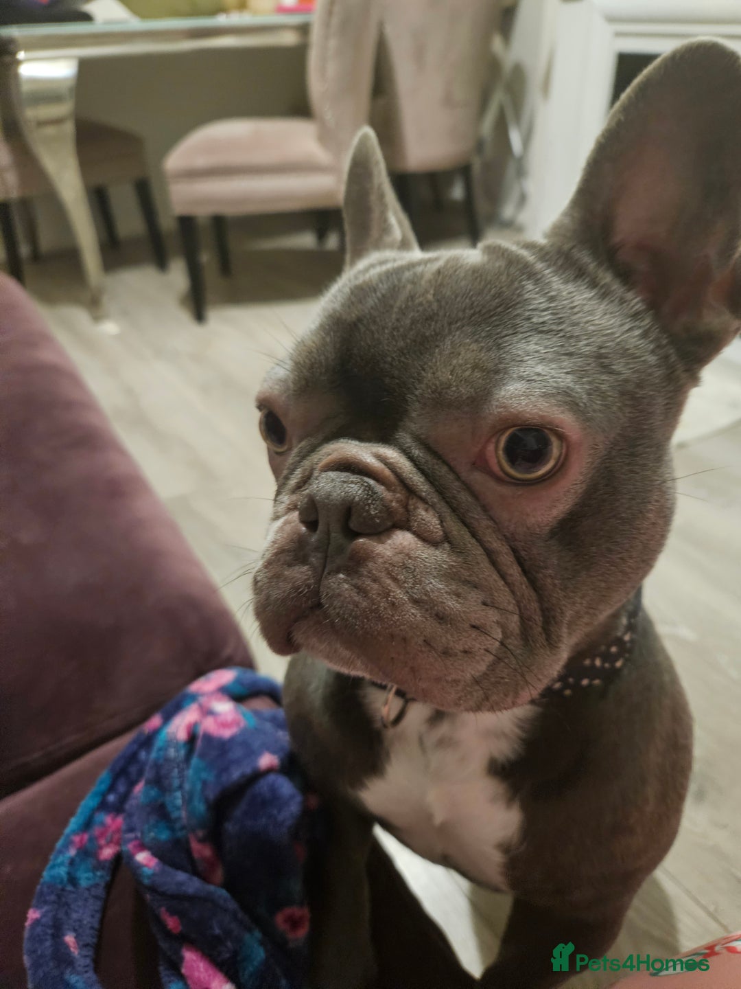 French Bulldog dogs for stud: Prince naseem,STUD kennel club,now available  - Advert 8