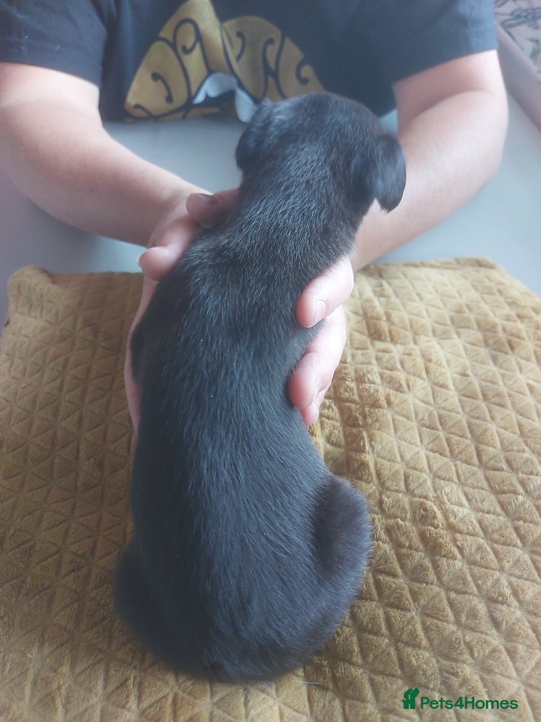 Whippet dogs for sale: Whippet Puppies - Image 12