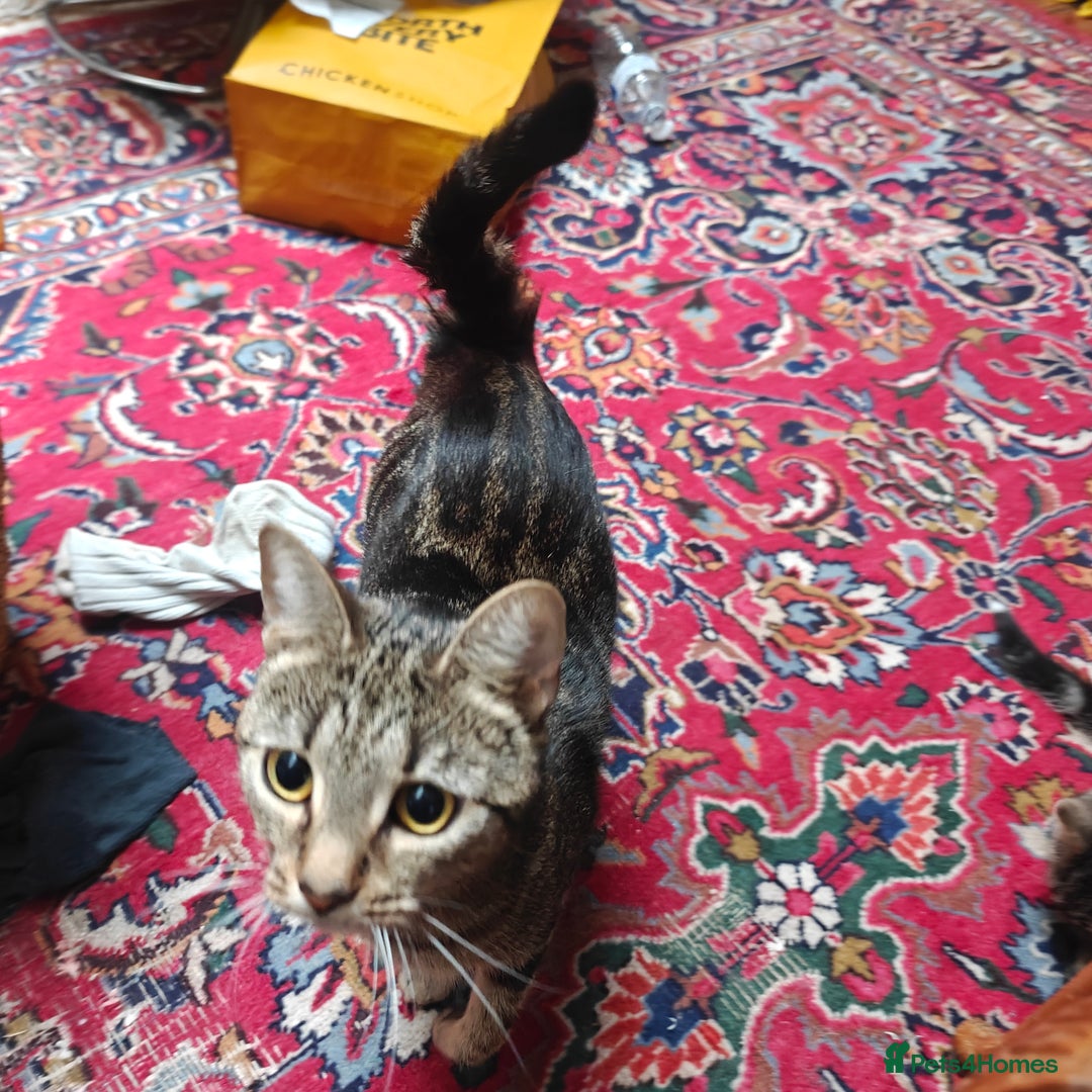 Mixed Breed cats for sale: Kitten for sale with boots - Advert 4