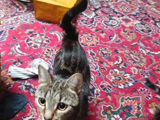 Mixed Breed cats Kitten for sale with boots - Advert 1