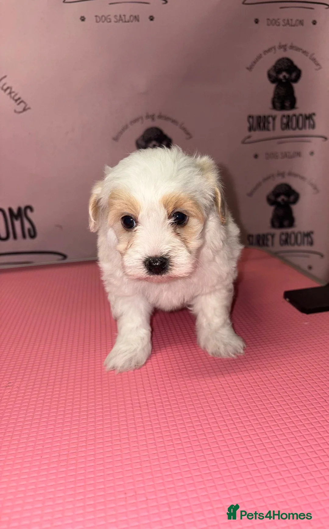 Maltipoo dogs for sale: Health tested parents  - Advert 15