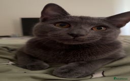 Mixed Breed cats for sale: Russian blue mix for rehome - Image 10