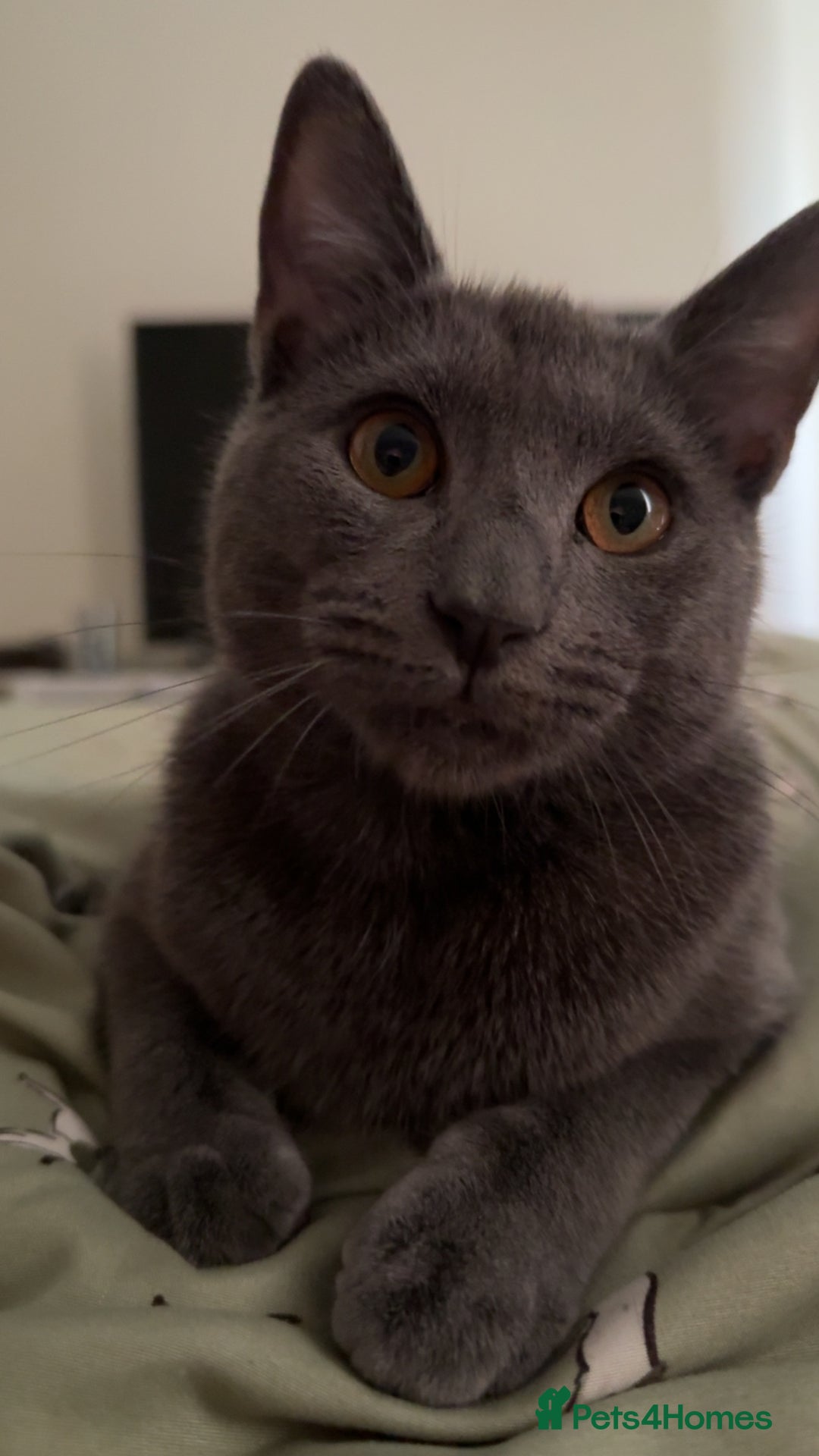 Mixed Breed cats for sale: Russian blue mix for rehome - Image 10