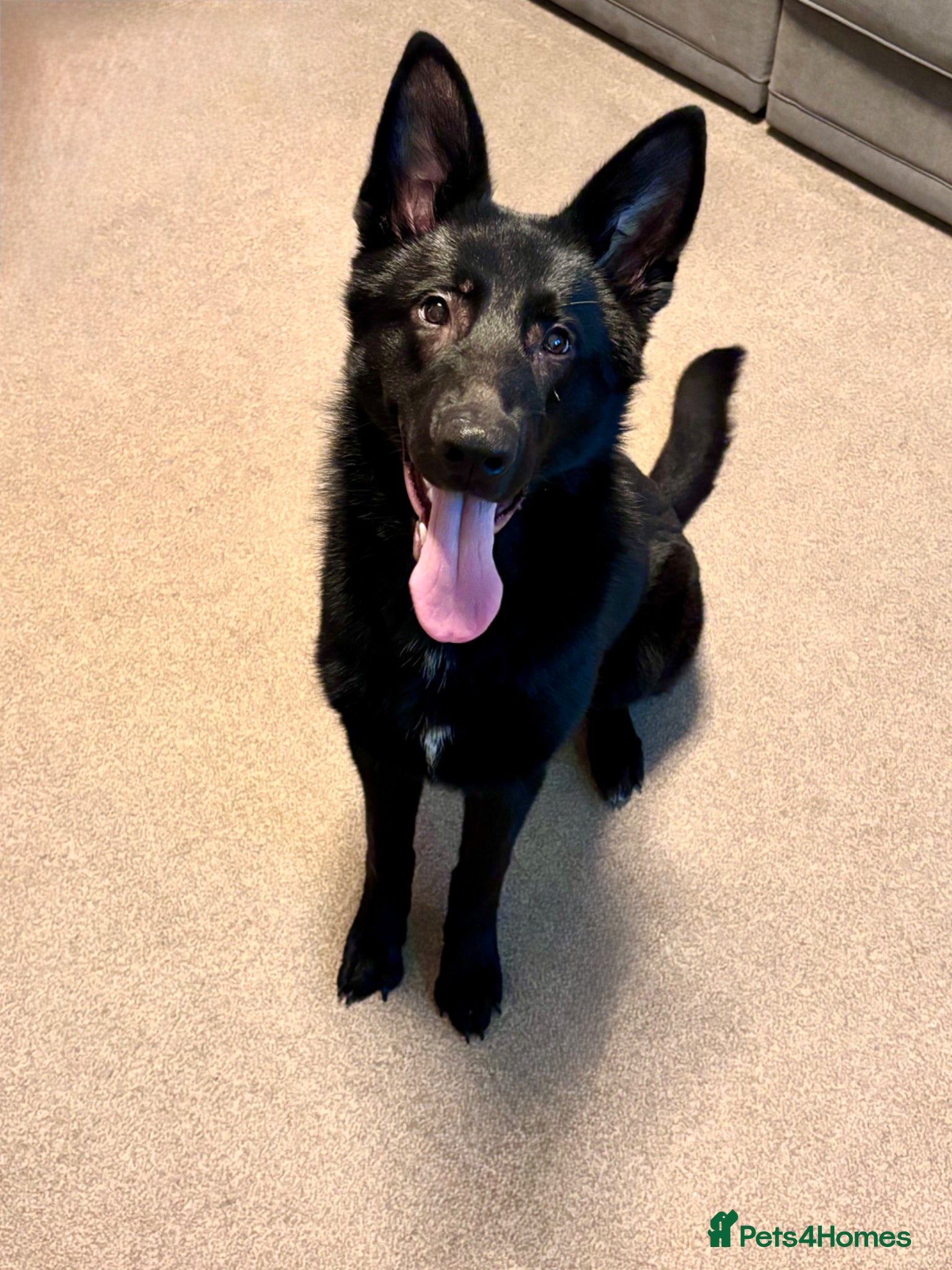 German Shepherd dogs Storm - Advert 1