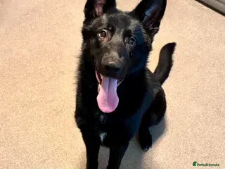 German Shepherd dogs Storm - Advert 1