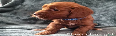 Cockapoo 4
