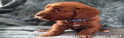 Cockapoo dogs for sale: Cockapoo puppies - Advert 15