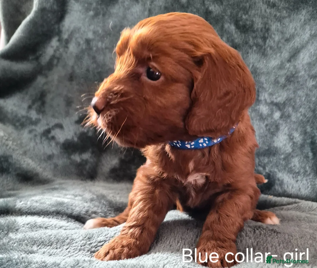 Cockapoo dogs for sale: Cockapoo puppies - Advert 15