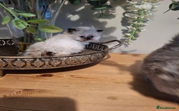 Persian cats for sale: Persian kittens - Image 17