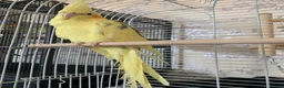 Cockatiels birds for sale: 2 cockatiels  in Chelmsford - Advert 3