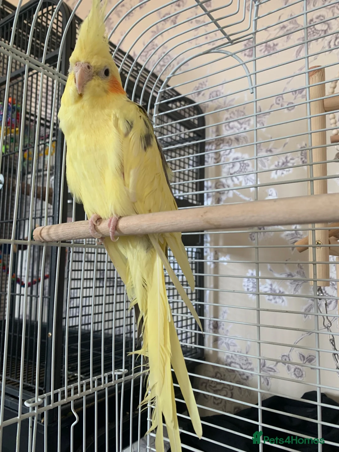 Cockatiels birds for sale: 2 cockatiels  in Chelmsford - Advert 3