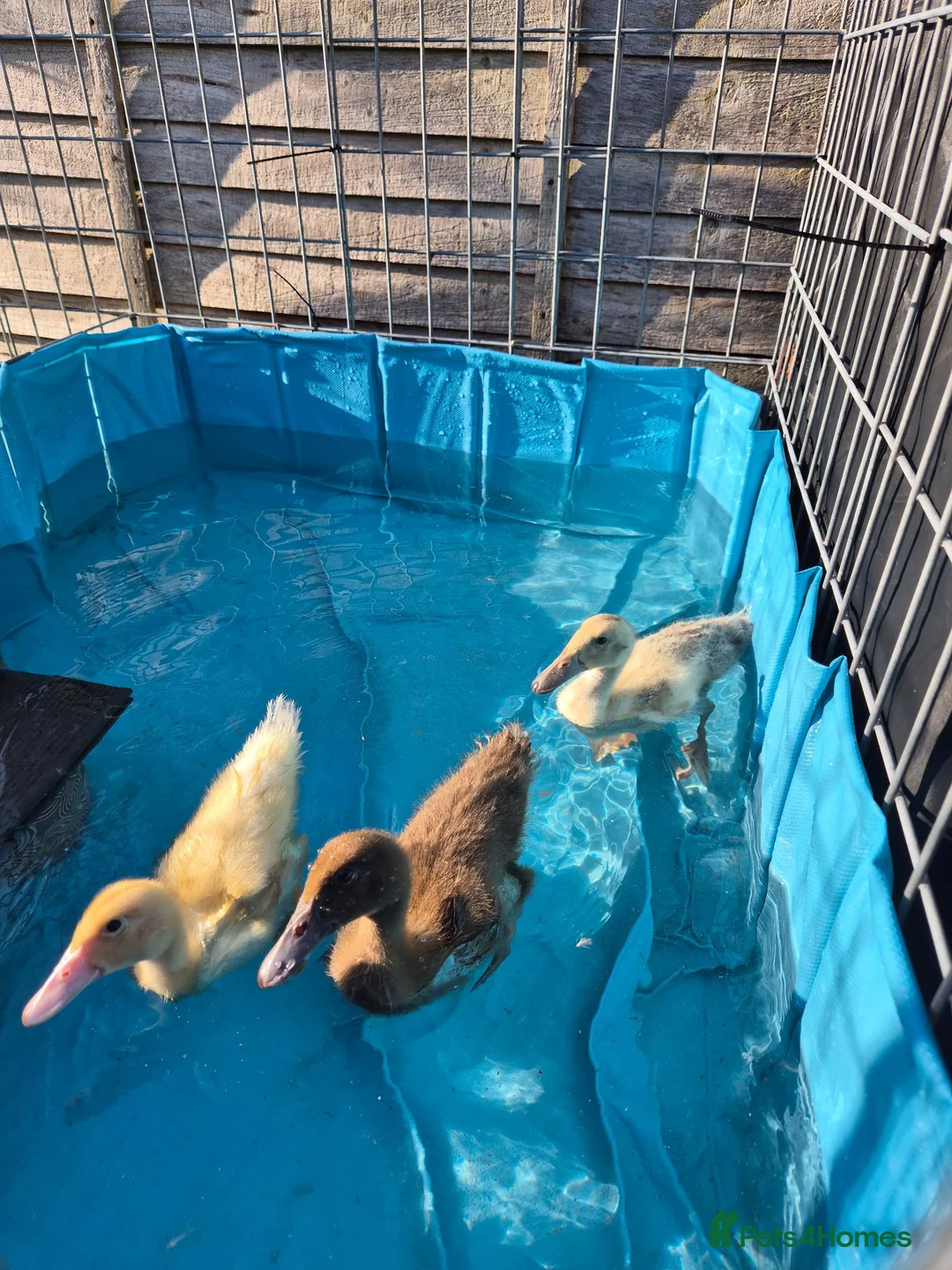 Ducks poultry for sale: 3 Mixed breed ducklings in Bristol - Advert 2
