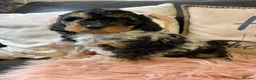 Cockapoo dogs for sale: F1bCockapoos 5 star  licenced premises  - Advert 8