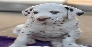 Dalmatian dogs - Advert 4