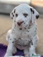 Dalmatian dogs - Advert 8