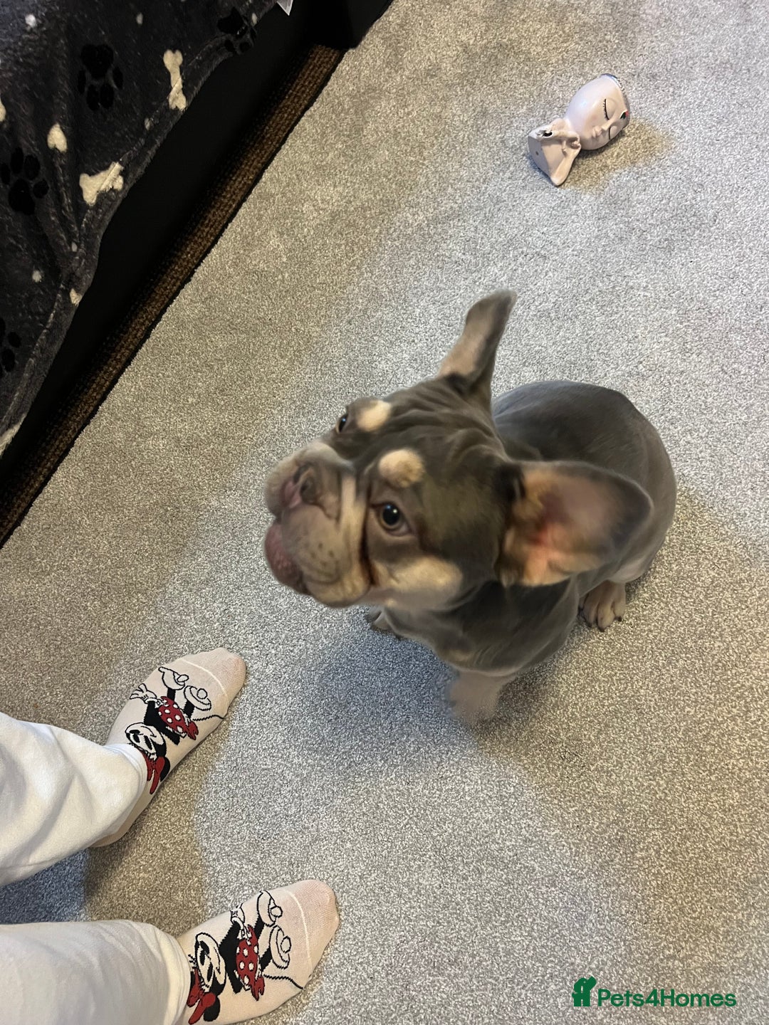 French Bulldog dogs for sale: French Bulldog  - Advert 3