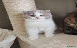 British Shorthair cats for sale: Lilac & White Harlequin Active Boy - Image 6