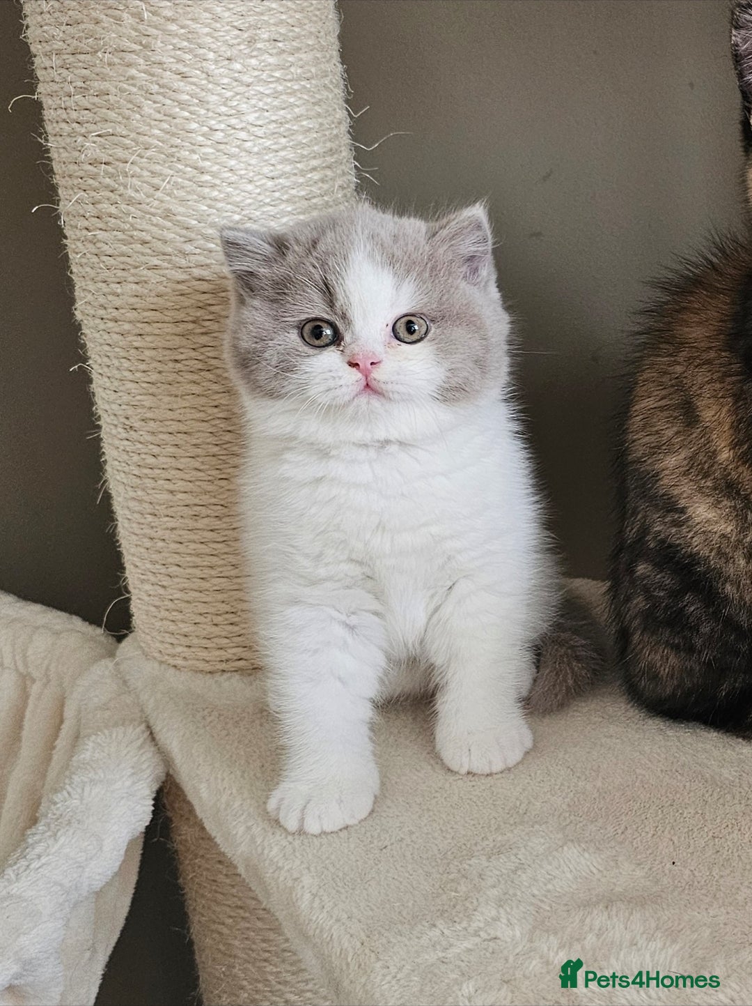 British Shorthair cats for sale: Lilac & White Harlequin Active Boy - Image 6