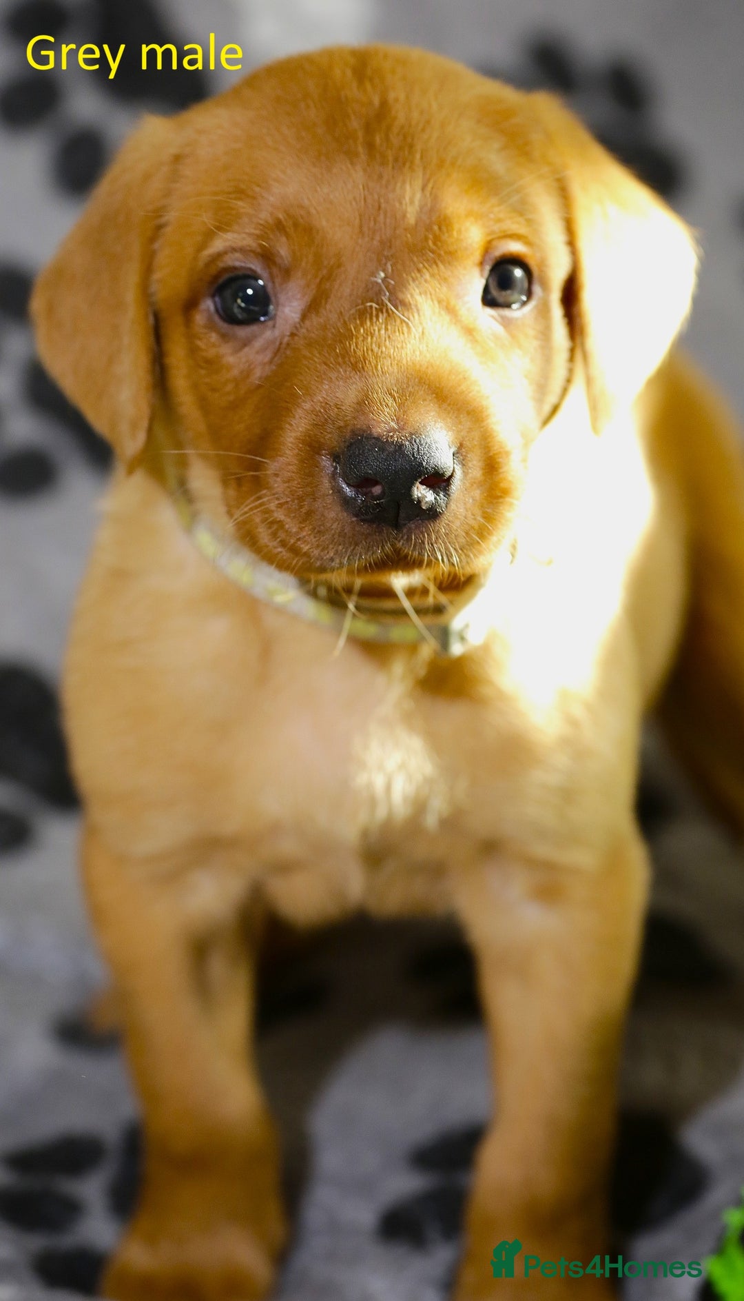 Labrador Retriever dogs for sale: Fox red labrador pups ready now - Image 14