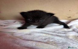 Mixed Breed cats for sale: Beautiful kittens  - Image 11