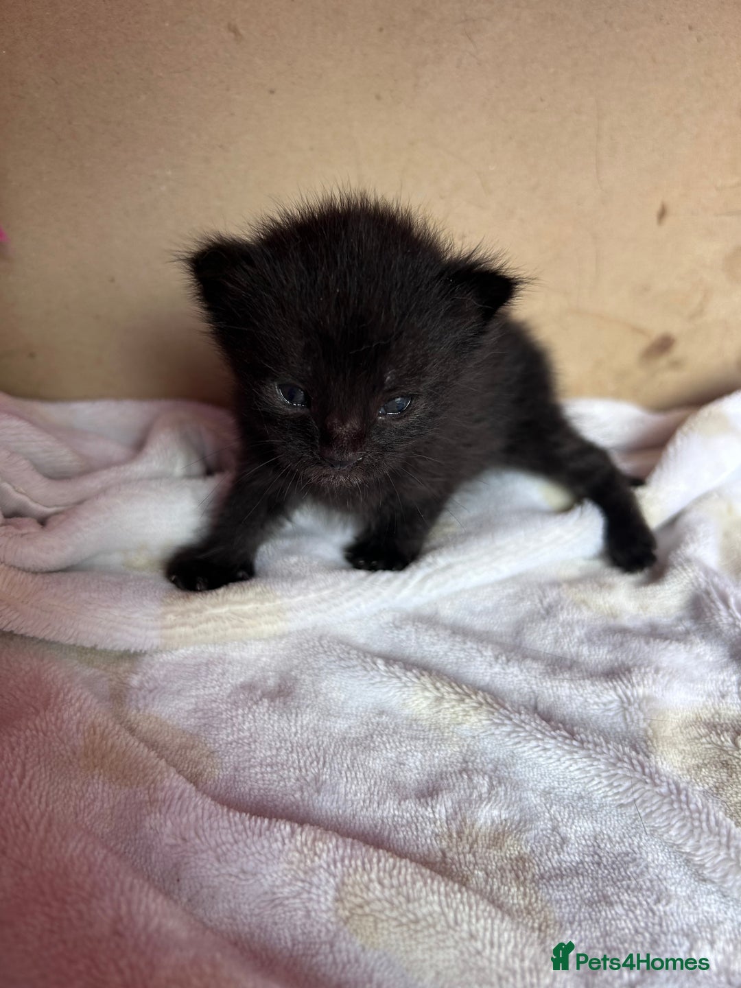 Mixed Breed cats for sale: Beautiful kittens  - Image 11