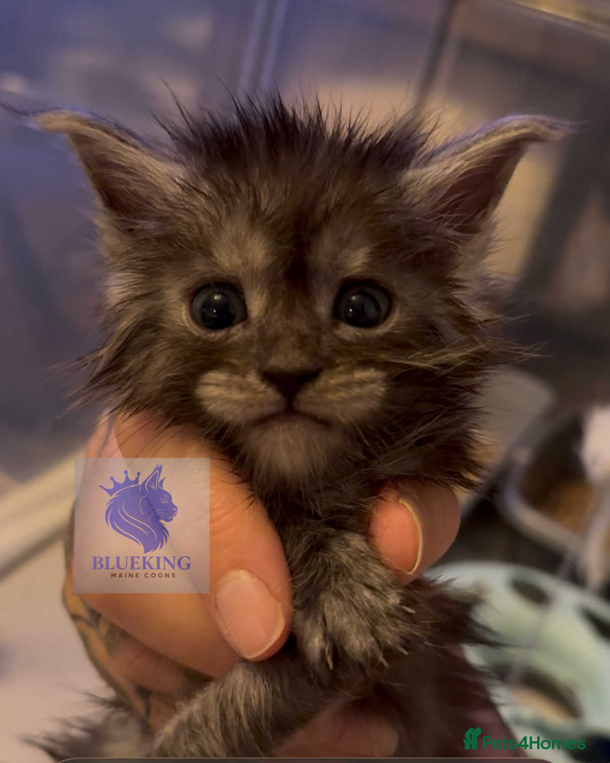 Maine Coon cats 👑 Stunning high silver poly Maine coon kittens 👑 - Advert 5