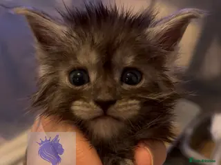 Maine Coon cats 👑 Stunning high silver poly Maine coon kittens 👑 - Advert 5