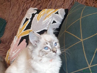 Ragdoll cats Beautiful GCCF Registered Lynx Ragdoll Kitten. - Advert 2