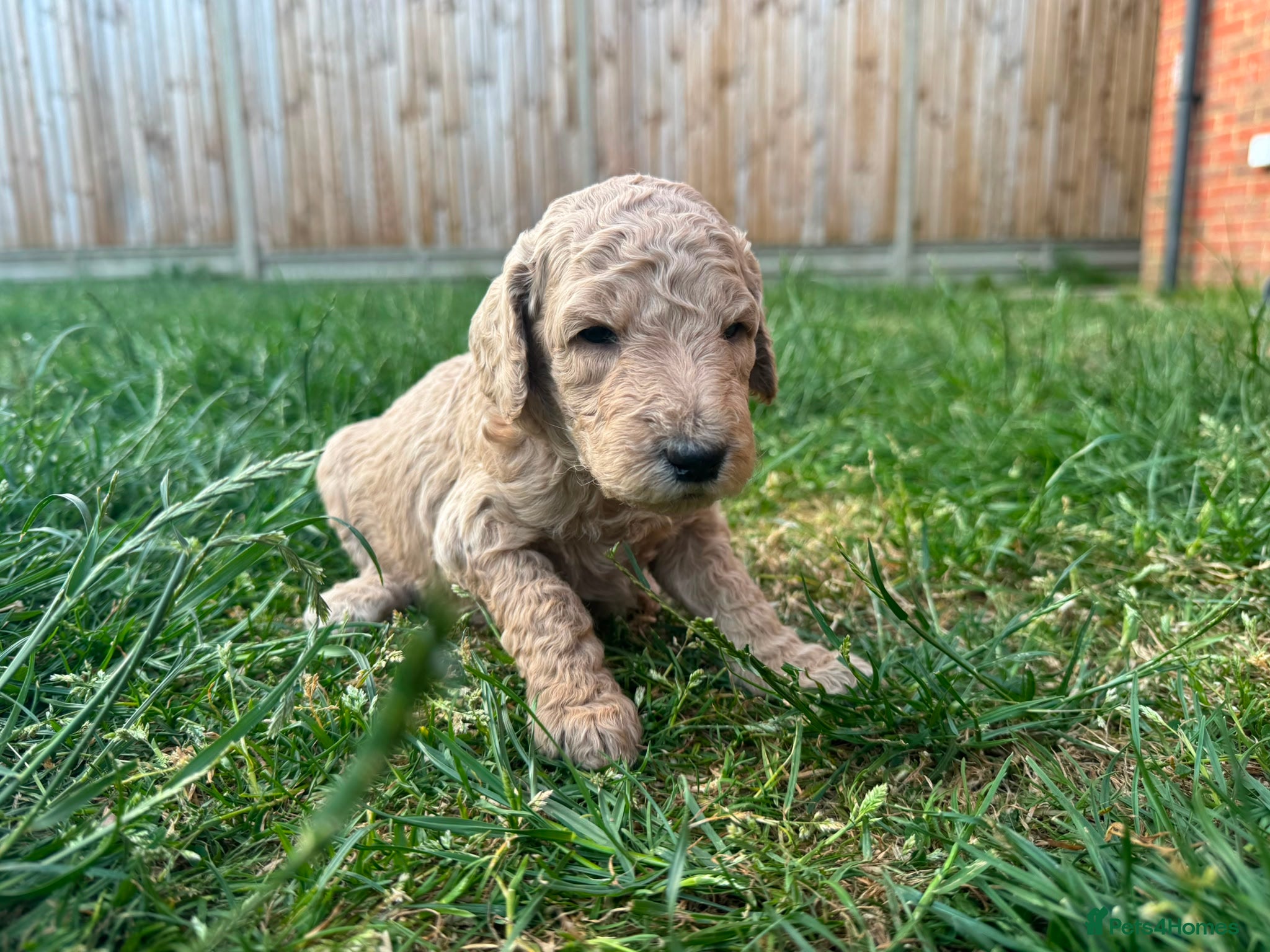 Goldendoodle dogs for sale: Stunning Goldendoodle Puppies in Herne Bay - Advert 17
