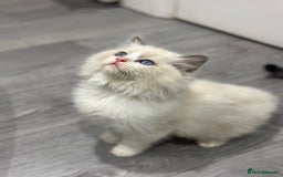 Ragdoll cats for sale: Stunning Ragdoll Boy - Image 2