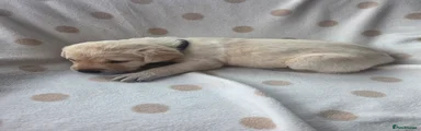 Labrador Retriever 2