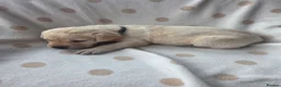 Labrador Retriever dogs for sale: Beautiful labrador puppies  - Advert 33