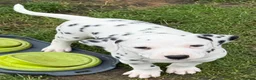 Dalmatian dogs for sale: 4 KC registered looking for their forever home in Livingston - Advert 7