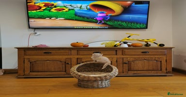 British Shorthair cats - Advert 10