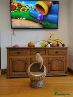 British Shorthair cats - Advert 14