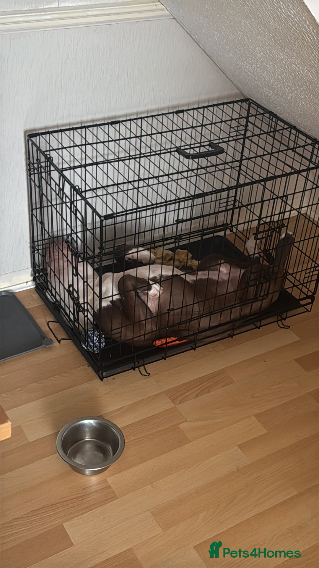 American Bull Staffy dogs for sale: American Staffordshire Terrier - Image 5