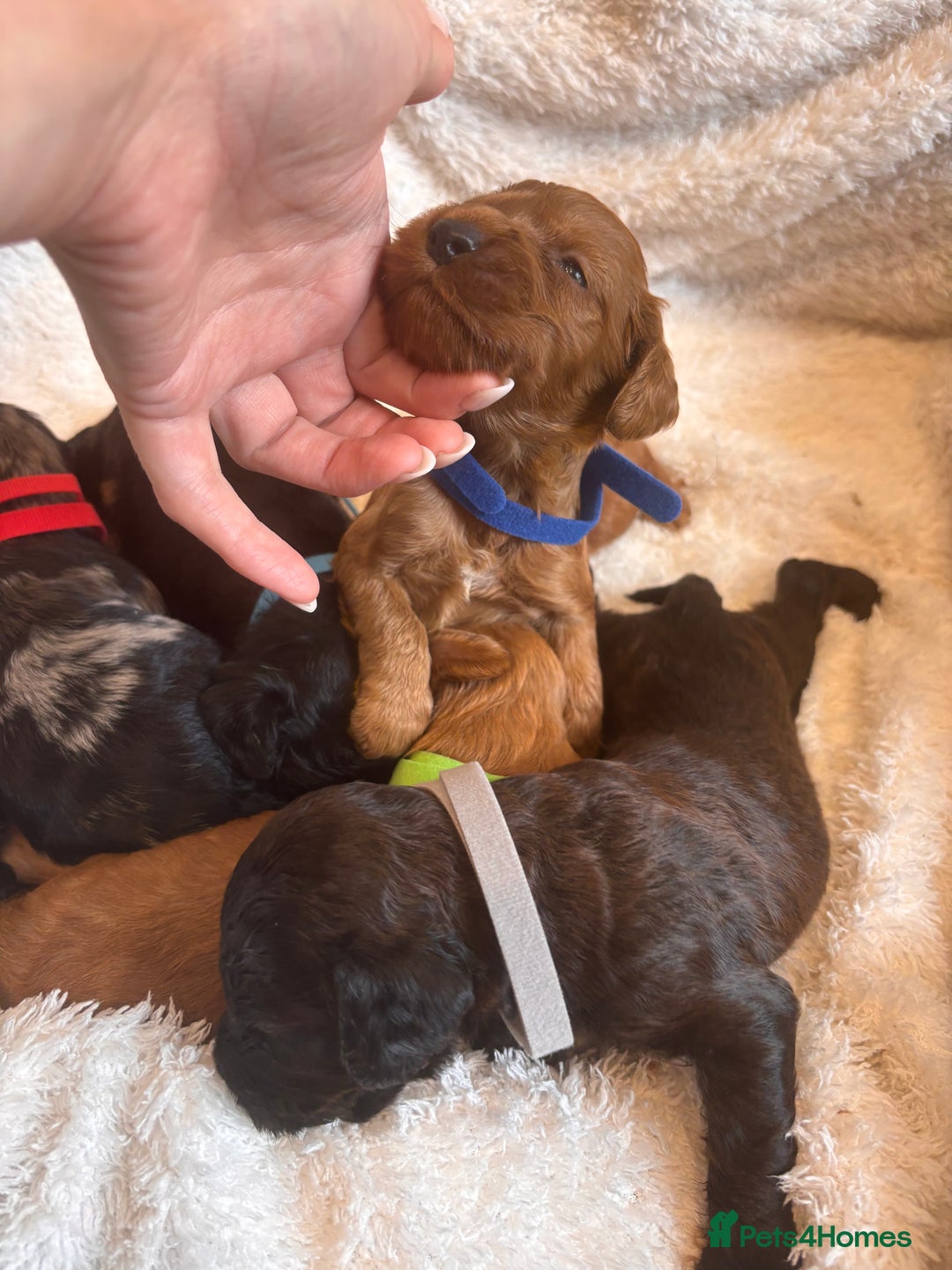Irish Doodle dogs for sale: 🐾 F1 Beautiful Miniature Irish Doodle Puppies 🐾  - Image 13