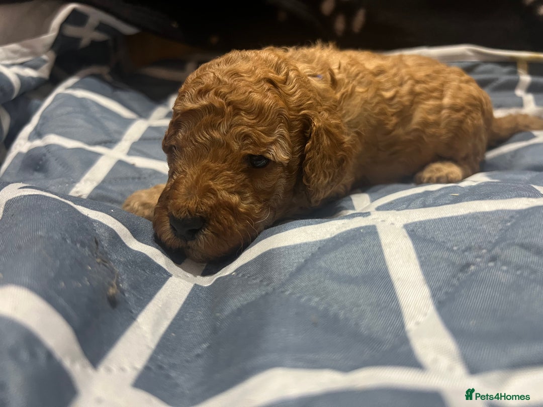 Cockapoo dogs for sale: Ready Monday 2 Cockapoo females  - Advert 25