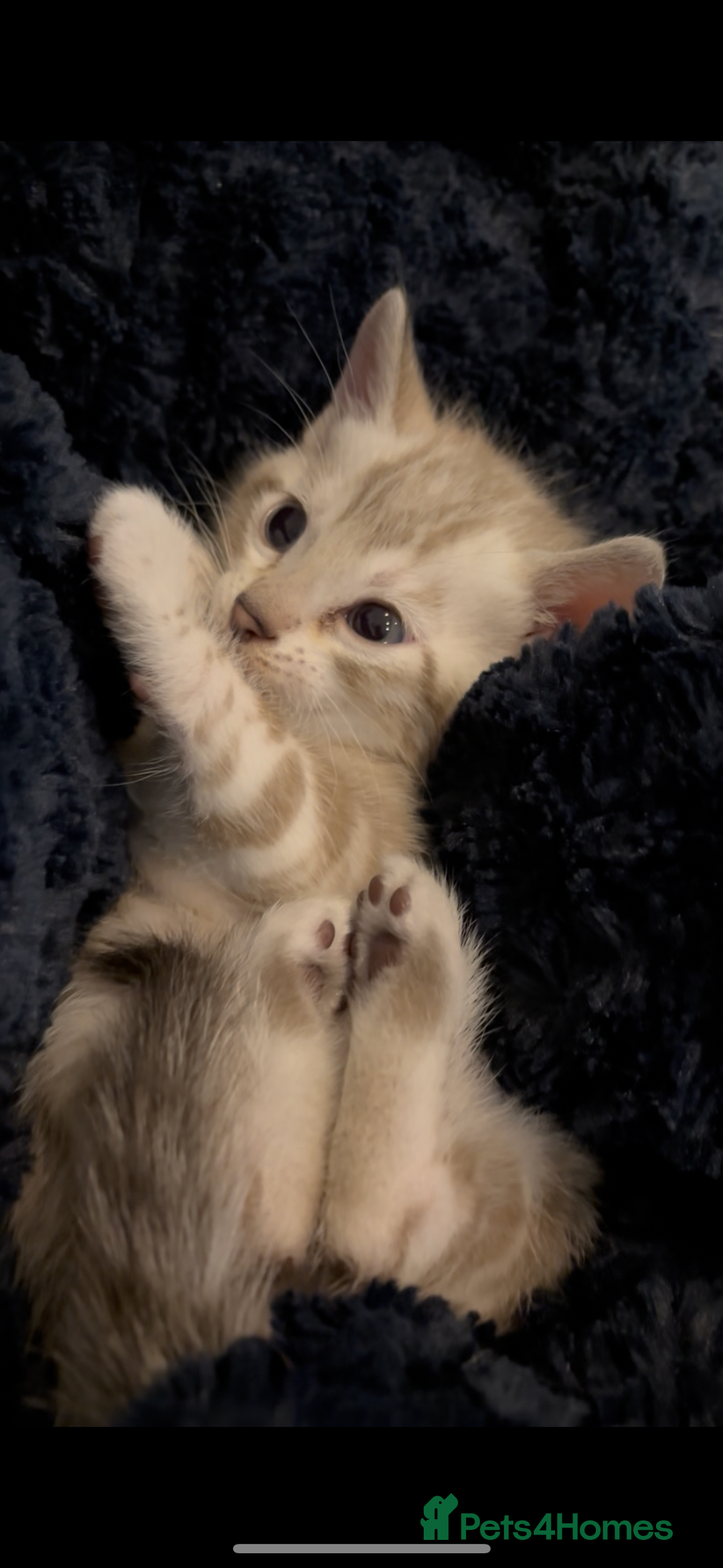 Bengal cats for sale: ⭐️5 star home required for our Bengal Snow Boy  - Advert 5