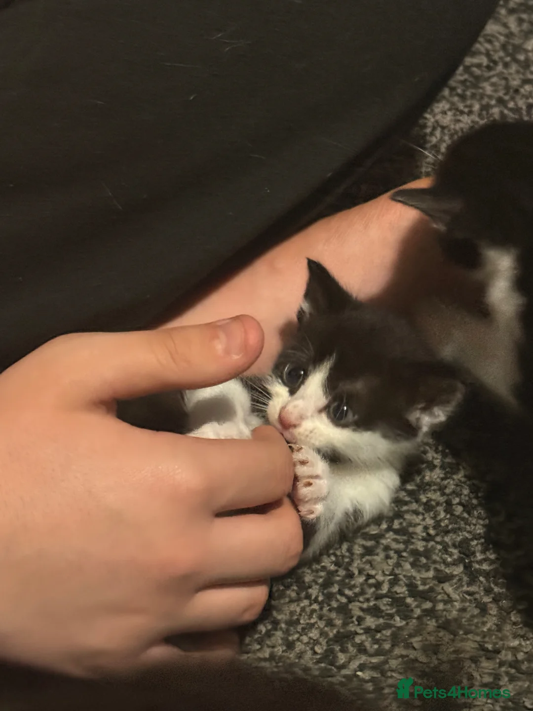 Mixed Breed cats for sale: Black/White Kittens in Havant - Advert 2