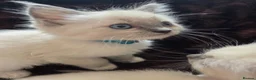 Ragdoll cats for sale:  🏆GCCF REG. EXTENSIVELY TESTED RAGDOLL KITTENS 🌟 - Advert 11
