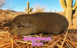 Guinea Pig rodents for sale: Guinea Pigs Boars & Sows from Show Stock Satins in Atherstone - Image 8
