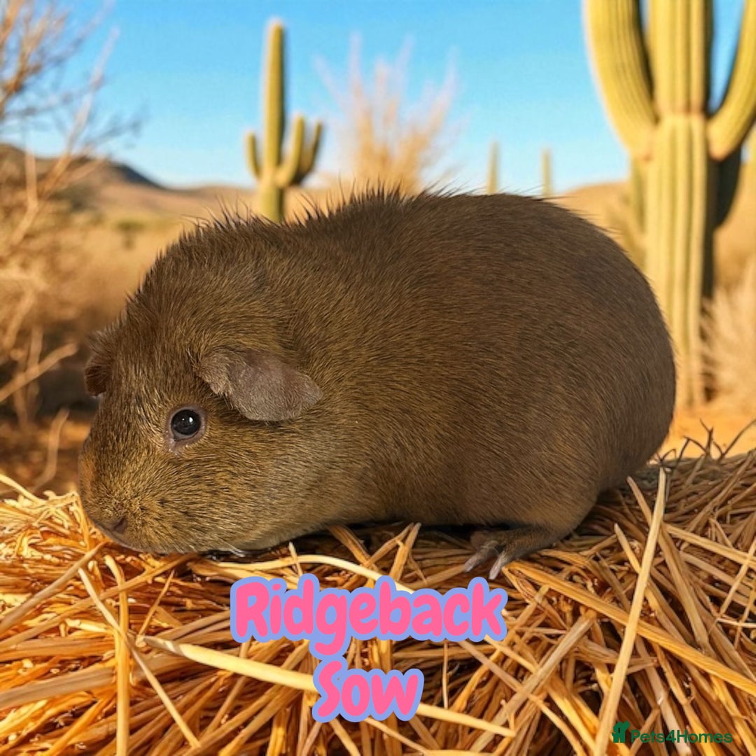 Guinea Pig rodents for sale: Guinea Pigs Boars & Sows from Show Stock Satins in Atherstone - Image 8