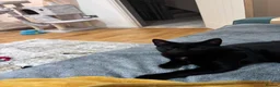 Domestic Shorthair cats for sale: Looking to re-home our bonded pair - Advert 4