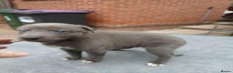 Whippet dogs for sale: Beautiful blue whippet puppy - Advert 7